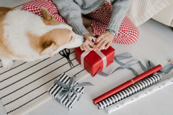 person wrapping a gift with the dog beside her
